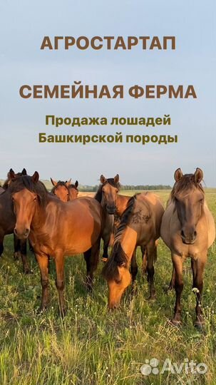 Лошади Башкирской породы