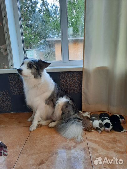 Бордер колли