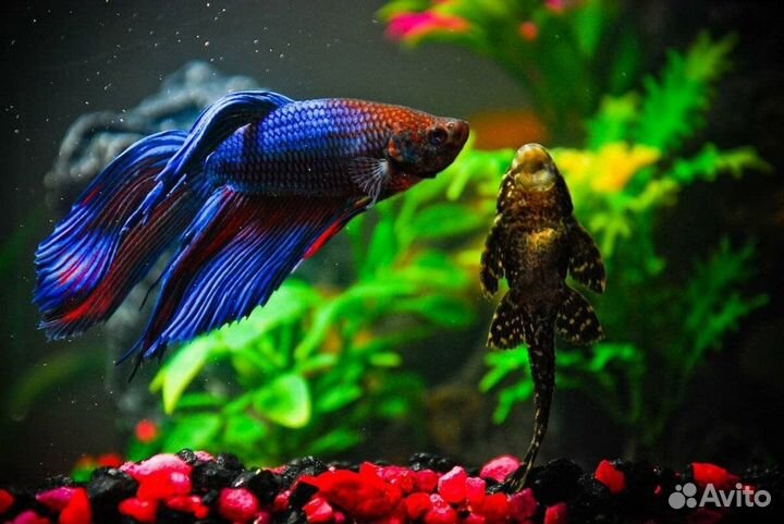 Рыбка петушок Тайланд