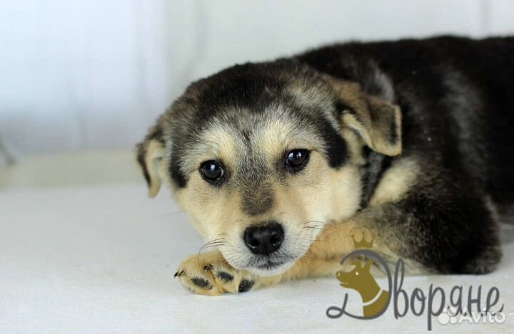 Отдаем Берту в добрые руки