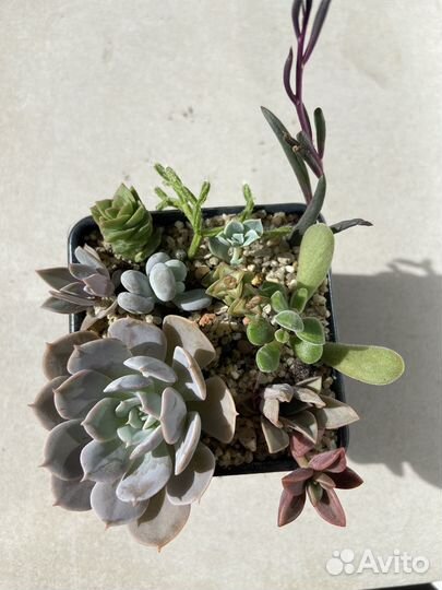 Суккуленты, мини садик из суккулентов