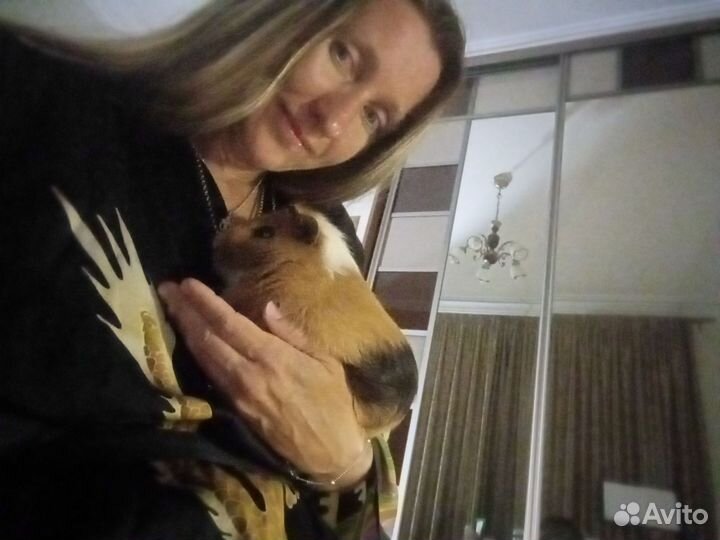 Передержка бесплатно морских свинок