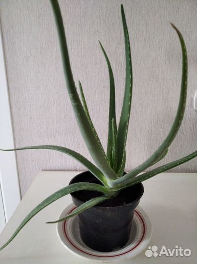 Алоэ вера - возраст более 3 лет