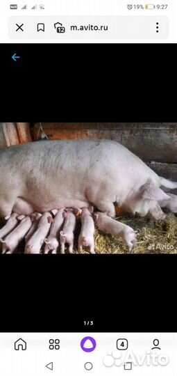 Поросята белые