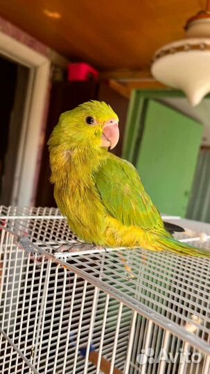 Ожереловый попугай