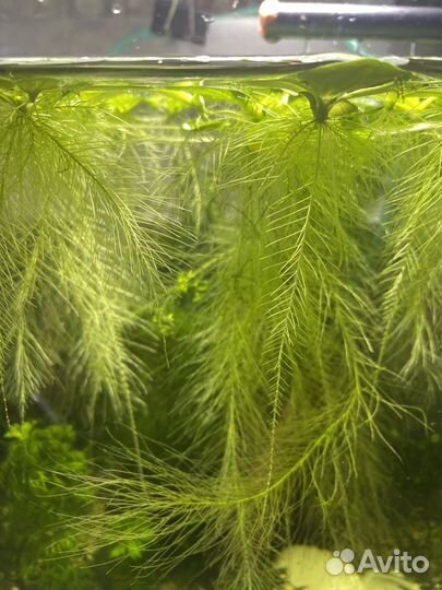 Пистия и мальки гуппи