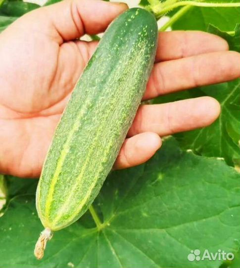 Семена редких овощей и дыни