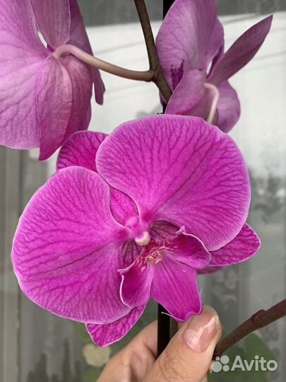 Орхидея фаленопсис биг лип