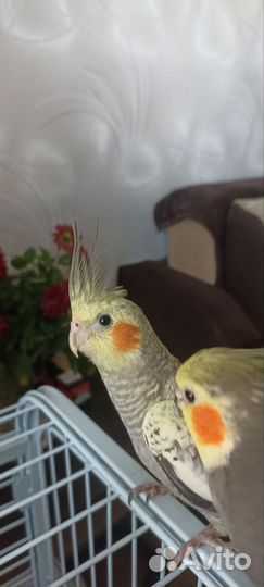 Попугай корелла птенец