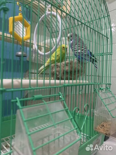 Волнистый попугай