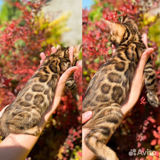 Бенгальская