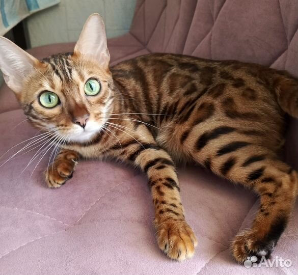 Бенгальские котята