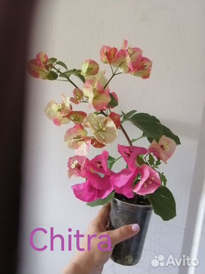 Бугенвиллия Chitra