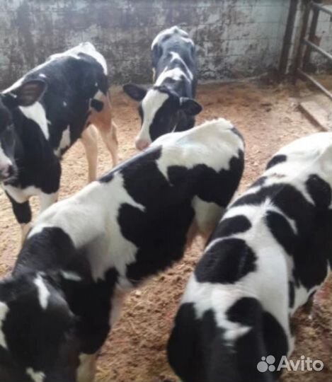 Телята бычки мясные