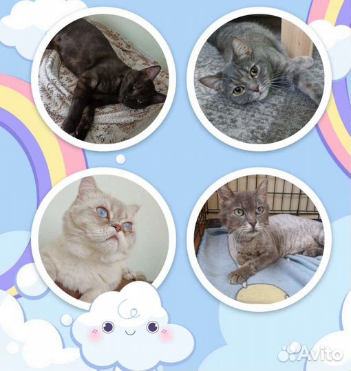 Передержка для кошек