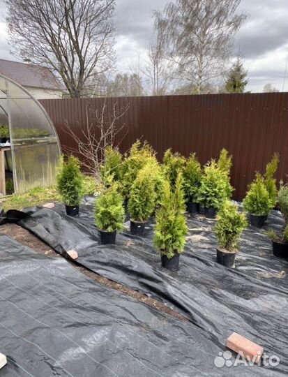 Туя смарагд