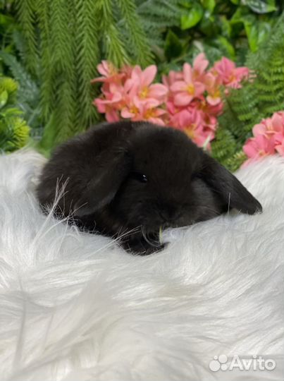 Мини кролики домашние