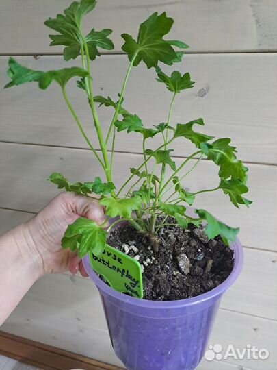 Пеларгонии