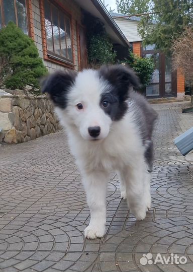 Бордер колли (девочка)