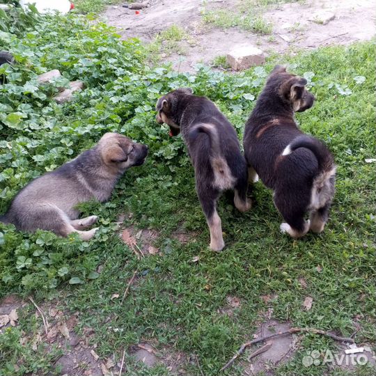 Щенки