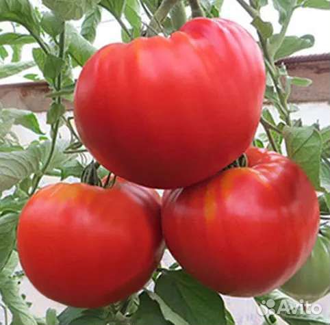 Семена коллекционных томатов