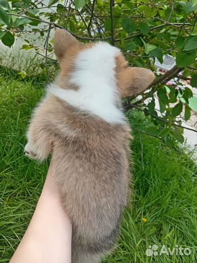 Вельш-корги пемброк девочка