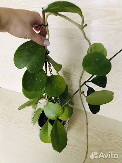 Хойя обовата