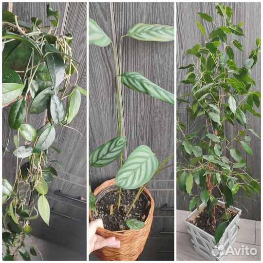 Сциндапсус, филодендрон (черенки на срез)