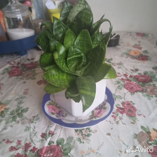 Сансевиерия