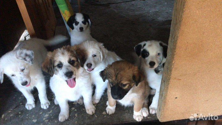 Собаки бесплатно в добрые руки щенки