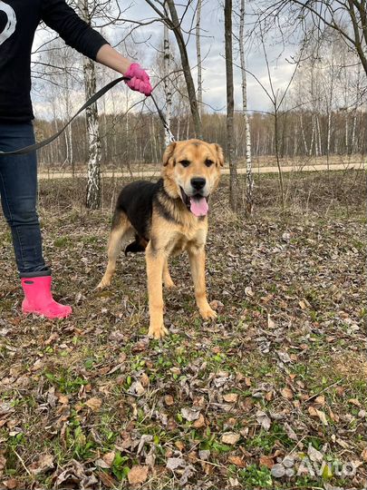 Валли. Классный пес еще ничей