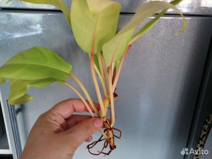 Филодендрон Империал ред Атом Moonlight