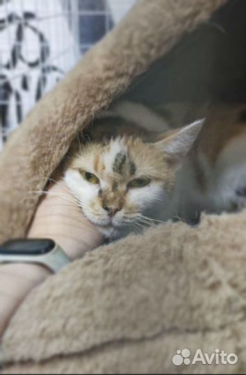 Выпустите из клетки