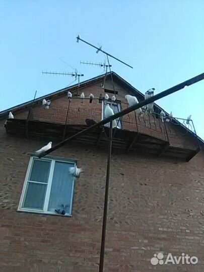 Голуби летные
