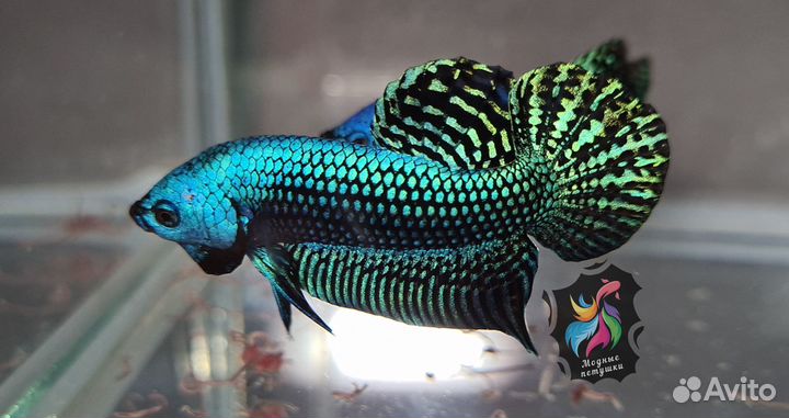 Рыбка петушок. Alien Betta Green Hybrid