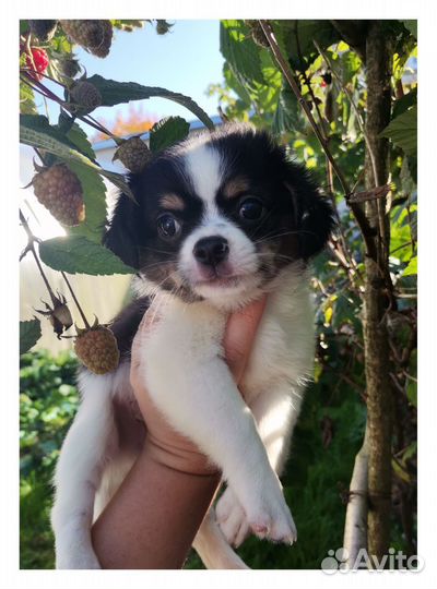 Мальчик красавчик