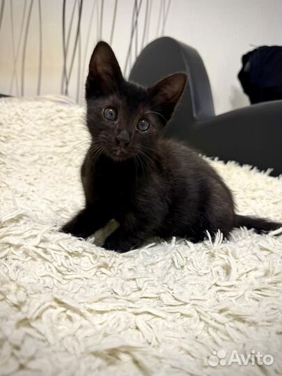 Черный котенок 2 мес