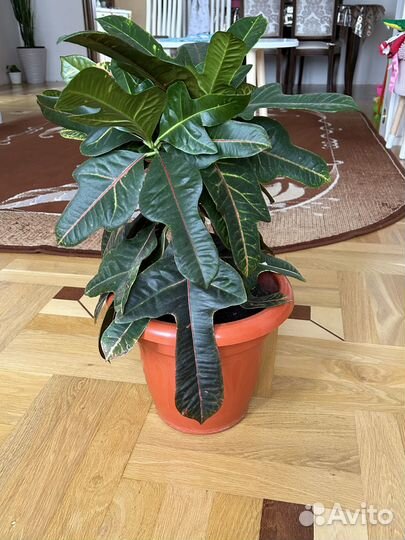 Продается Кротон