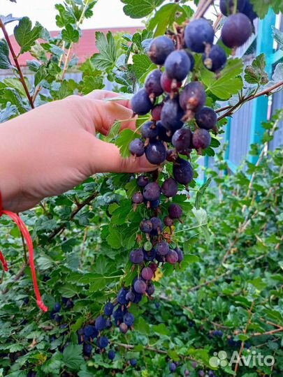 Саженцы крыжовника Черный Негус-Мичуринский сорт