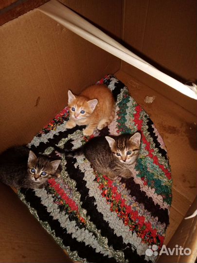 Кошка в дар бесплатно