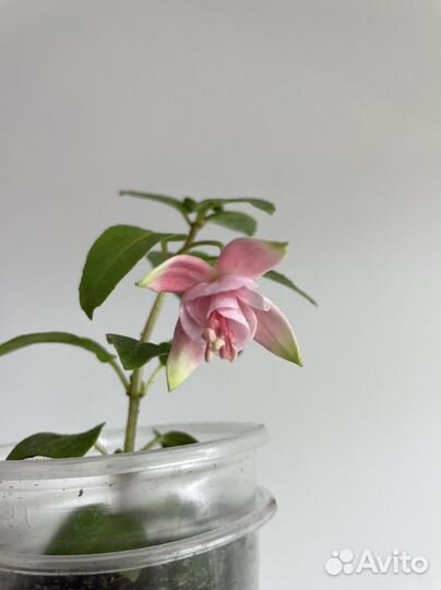 Комнатные цветы растения Фуксия, Бегония