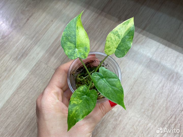 Алоказия гагеана вариегатная