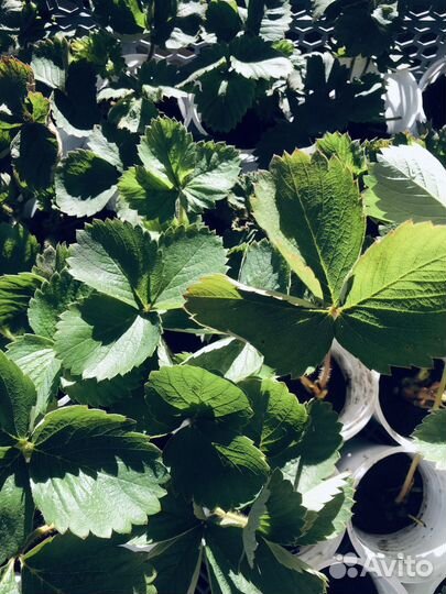 Мальвина, Сирия, Дарселект