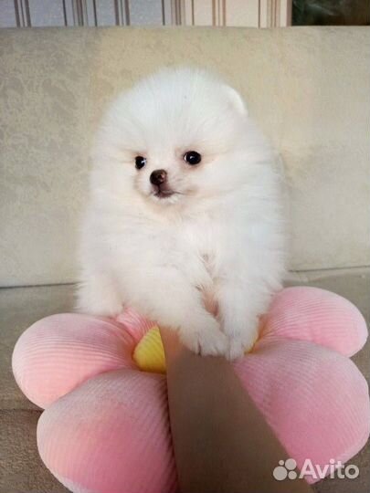 Щенки Шпица