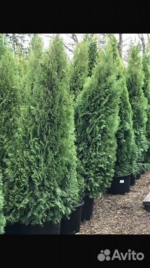 Туя смарагд