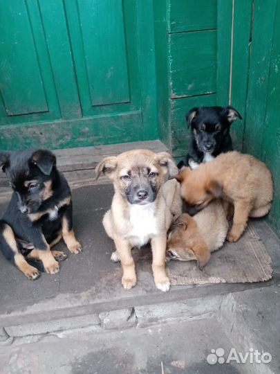 Маленькая собака бесплатно