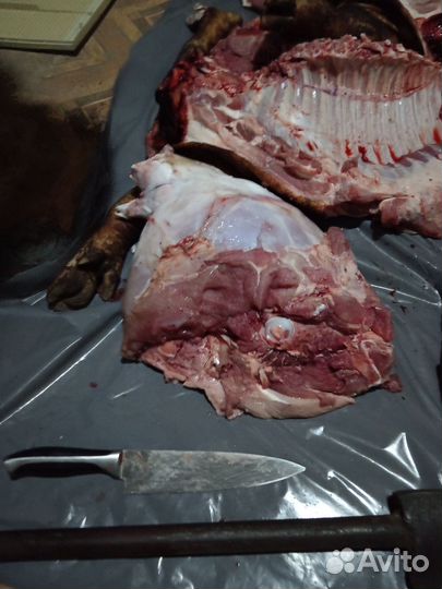 Мясо, свинина