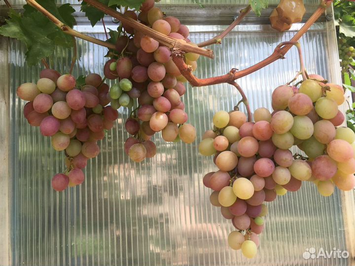 Саженцы крупного столового винограда для теплиц