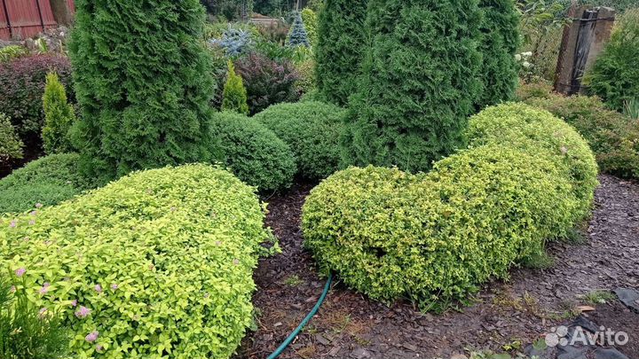 Спирея японская (Литл, Голден и др) С1,5