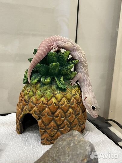 Эублефар с террариумом